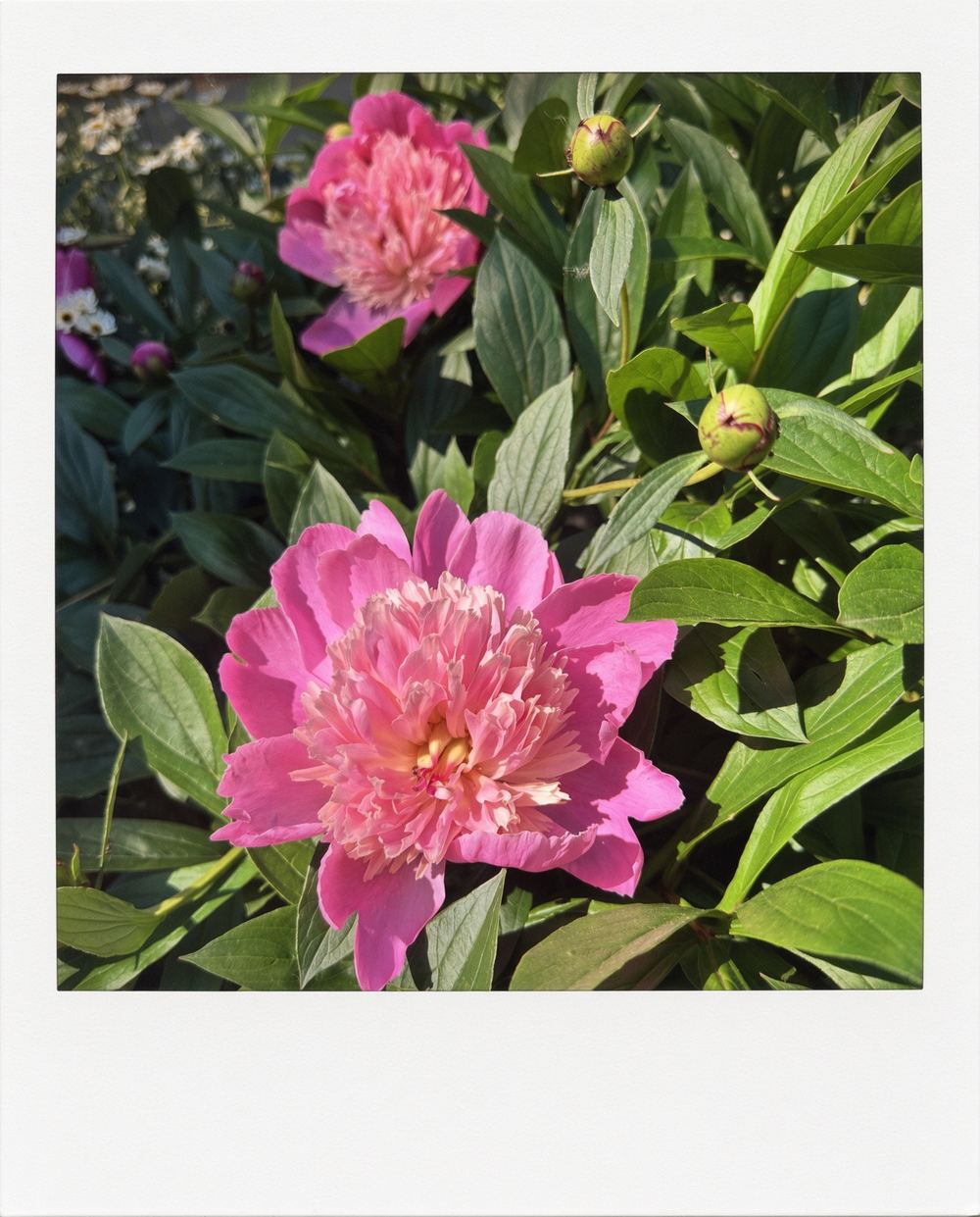 Pink peonies in bloom in the garden at 763 Monmouth Road in Walkerville, Windsor